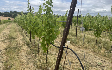 L’agricoltura del futuro passa dalla Maremma