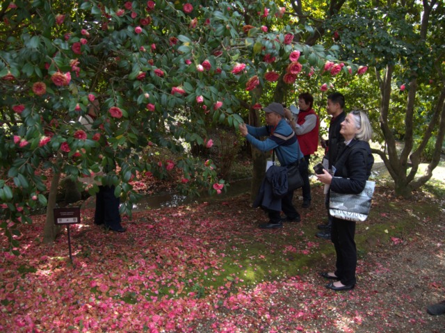 Il viale delle camelie a Villa Reale
