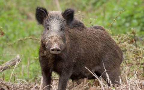 Campi Bisenzio, moltiplicati gli avvistamenti dei cinghiali