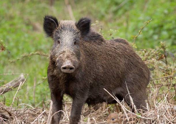 Campi Bisenzio, moltiplicati gli avvistamenti dei cinghiali