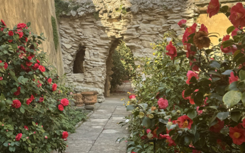 Boboli, apre il giardino delle camelie