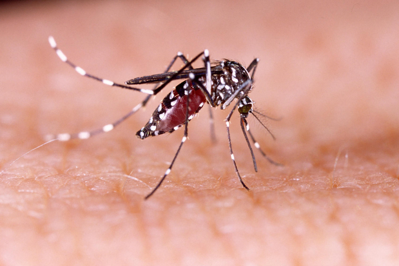 Paziente con Dengue, scatta disinfestazione da zanzara-tigre