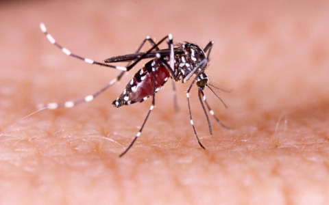 Paziente con Dengue, scatta disinfestazione da zanzara-tigre