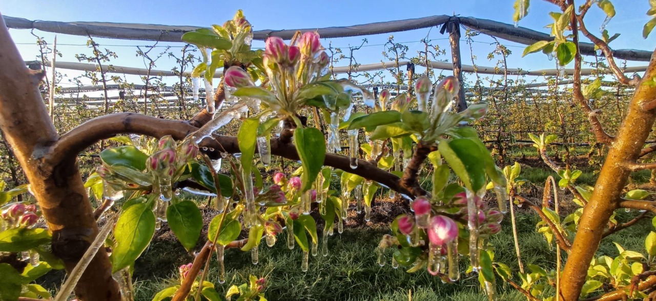 Gelo, “In azione impianti anti-brina per difendere alberi da frutto” – GUARDA VIDEO