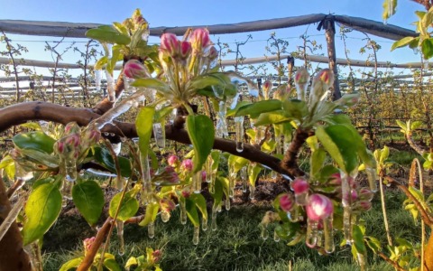 Gelo, “In azione impianti anti-brina per difendere alberi da frutto” – GUARDA VIDEO