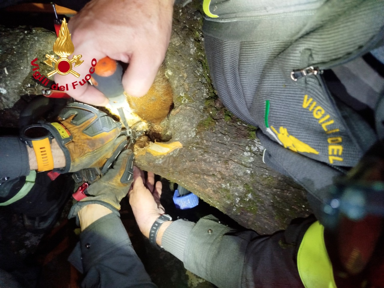 Scoiattolo incastrato nel tronco di un albero: salvato dai Vigili del fuoco a Firenze