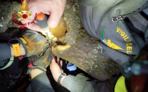 Scoiattolo incastrato nel tronco di un albero: salvato dai Vigili del fuoco a Firenze