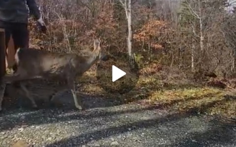 18 caprioli catturati nell’area dell’autodromo del Mugello -GUARDA VIDEO-