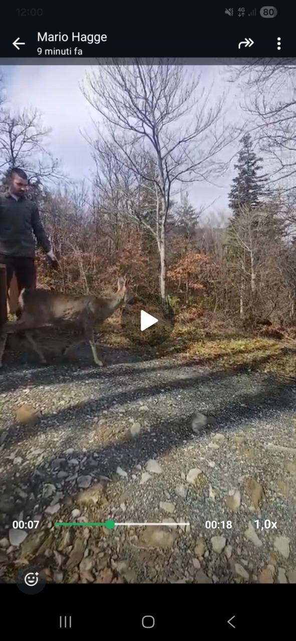 18 caprioli catturati nell’area dell’autodromo del Mugello -GUARDA VIDEO-