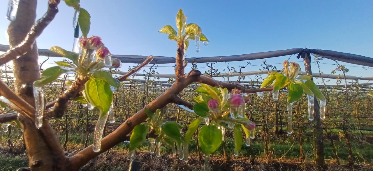 Gelate e neve fuori stagione, agricoltori in allarme per le fioriture