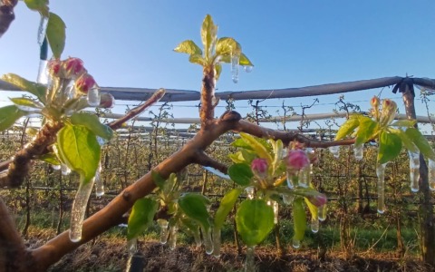 Gelate e neve fuori stagione, agricoltori in allarme per le fioriture