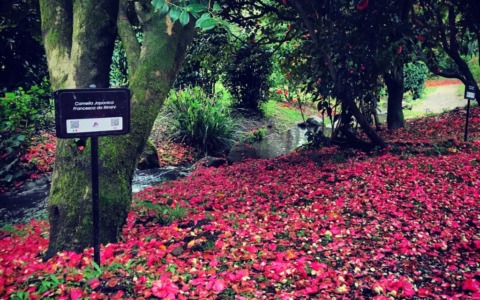 La camelia entrerà nello stemma del Comune di Capannori