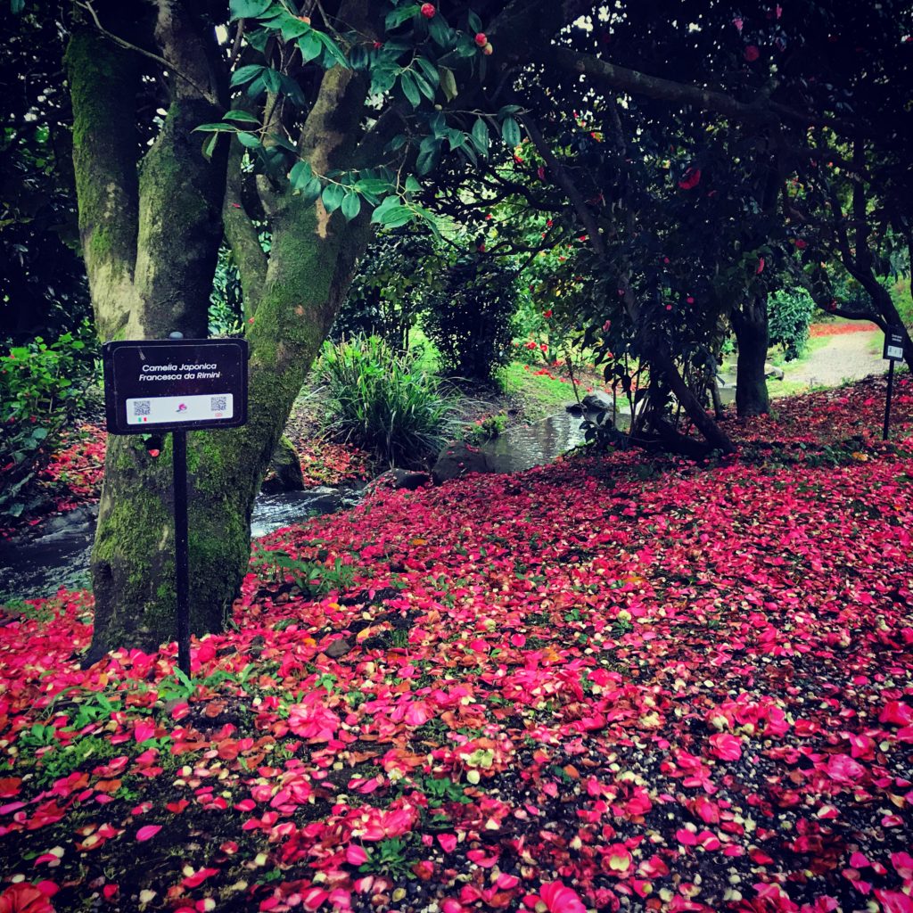 La camelia entrerà nello stemma del Comune di Capannori