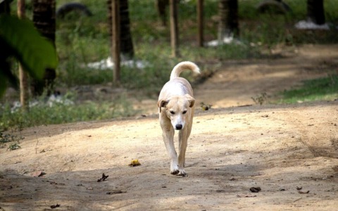 Scatta l’obbligo di pulire la pipì dei cani con l’acqua