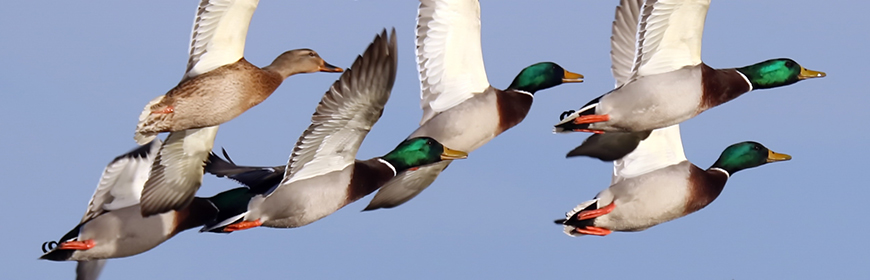 Caso di aviaria in un allevamento, soppressi 1.000 volatili in 12 ore