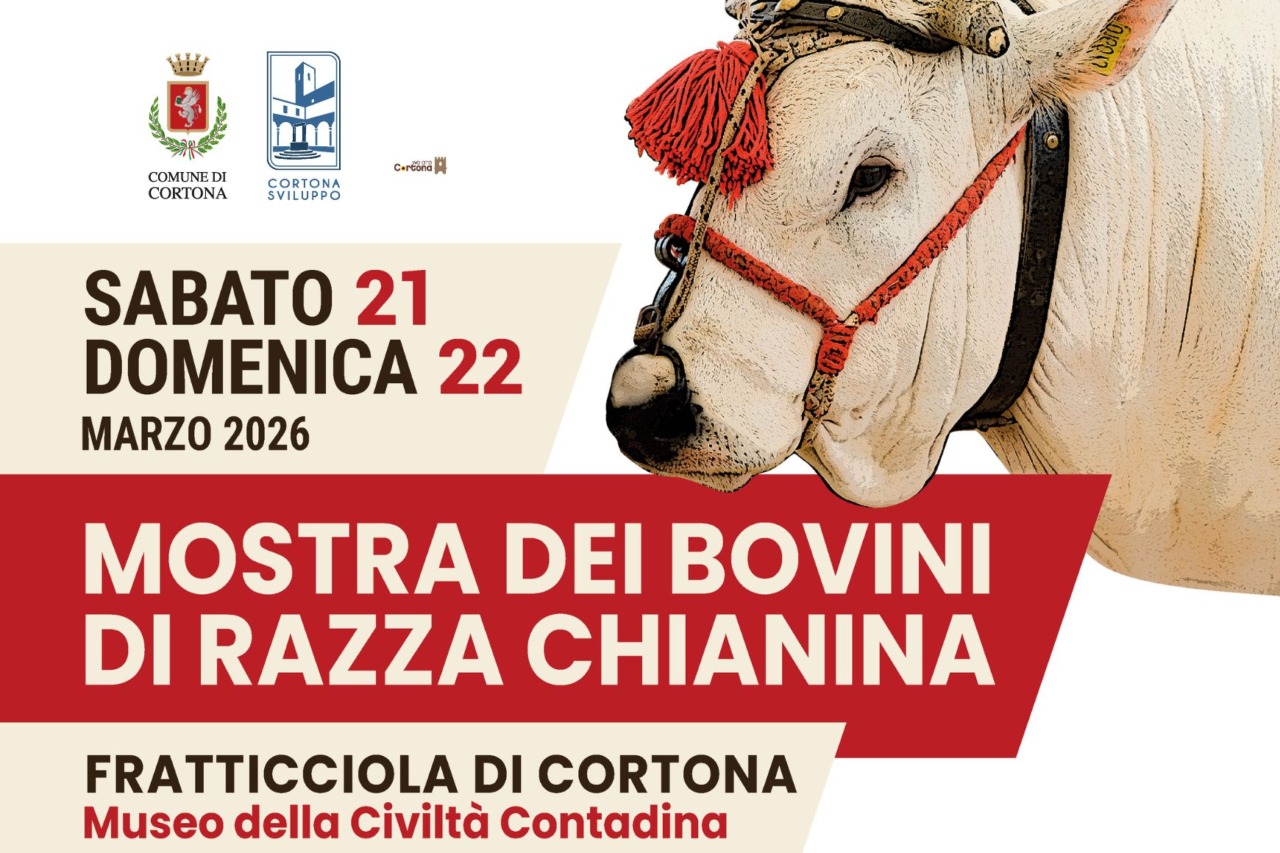 La Mostra dei bovini di razza Chianina torna a Cortona per la 71ª edizione