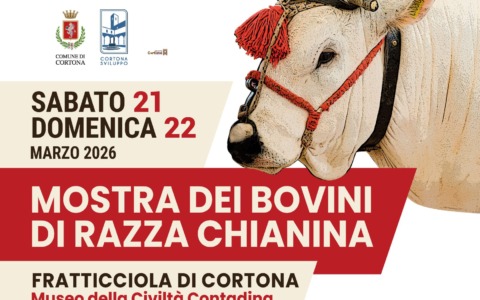 La Mostra dei bovini di razza Chianina torna a Cortona per la 71ª edizione