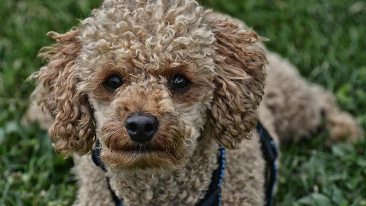 Traffico illegale di barboncini: centinaia di cuccioli negli allevamenti degli orrori