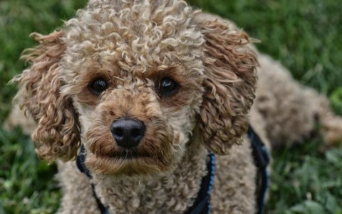 Traffico illegale di barboncini: centinaia di cuccioli negli allevamenti degli orrori