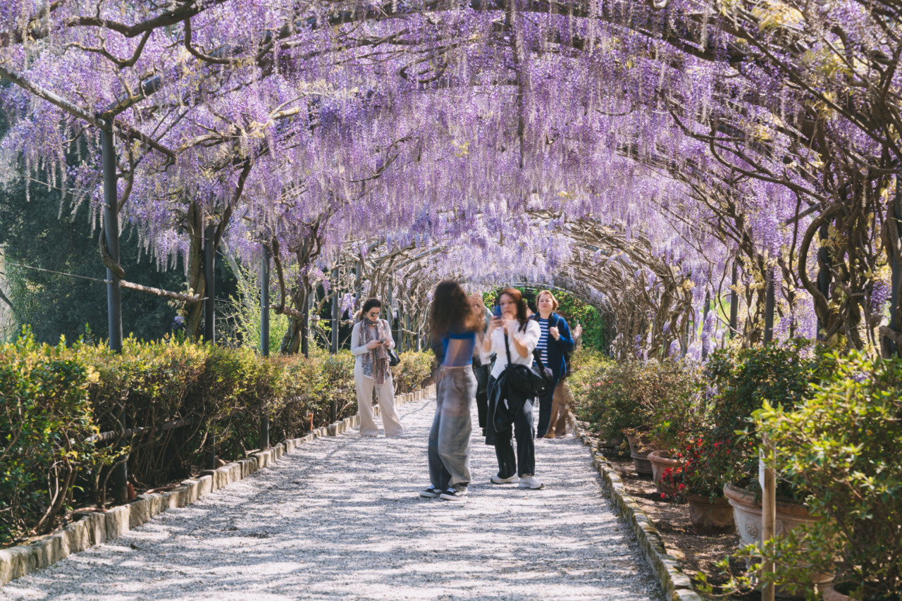 Il glicine del Giardino Bardini in fiore, meraviglia di primavera