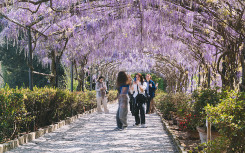 Il glicine del Giardino Bardini in fiore, meraviglia di primavera