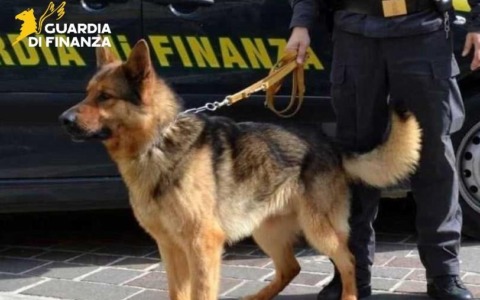 “Prosciutti” e “birre” carichi di cocaina: la droga viaggiava da Parma verso la Toscana