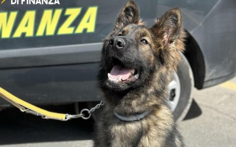Contrasto allo spaccio di stupefacenti, un arresto