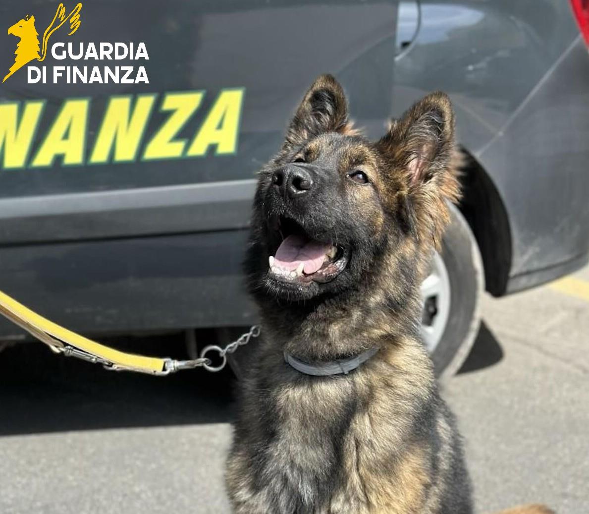 Contrasto allo spaccio di stupefacenti, un arresto