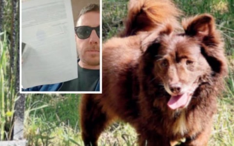 Denuncia Leal per ‘il cane investito volontariamente ad Arezzo’