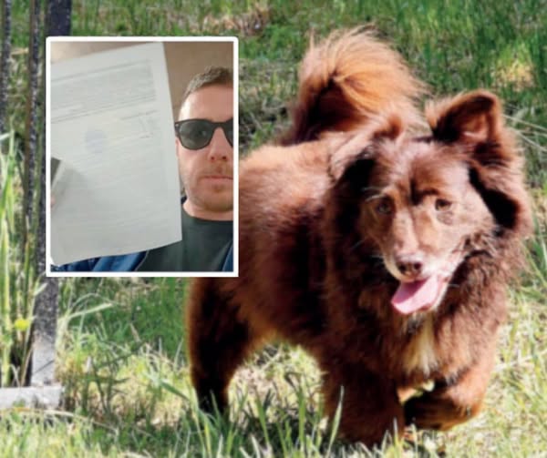 Denuncia Leal per ‘il cane investito volontariamente ad Arezzo’