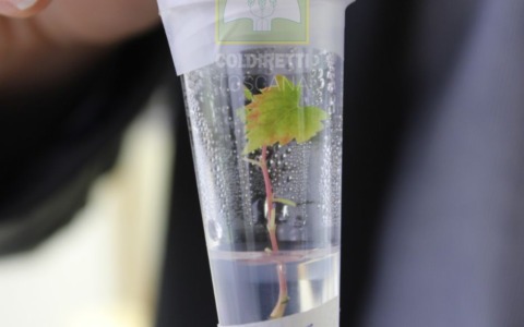 Il primo vitigno resistente alla siccità e alle malattie