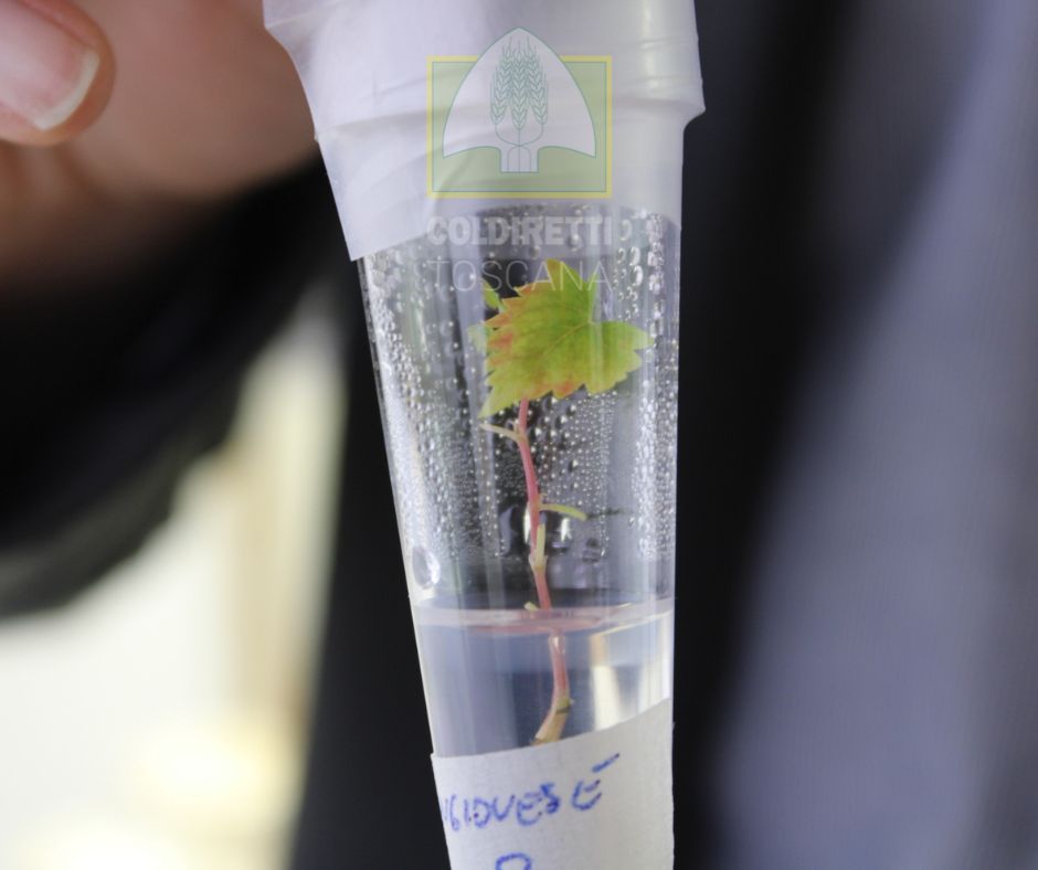 Il primo vitigno resistente alla siccità e alle malattie