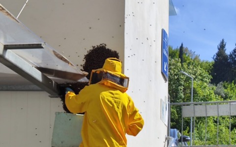 Il Gruppo disinfestazione Asl mette in salvo 60mila api