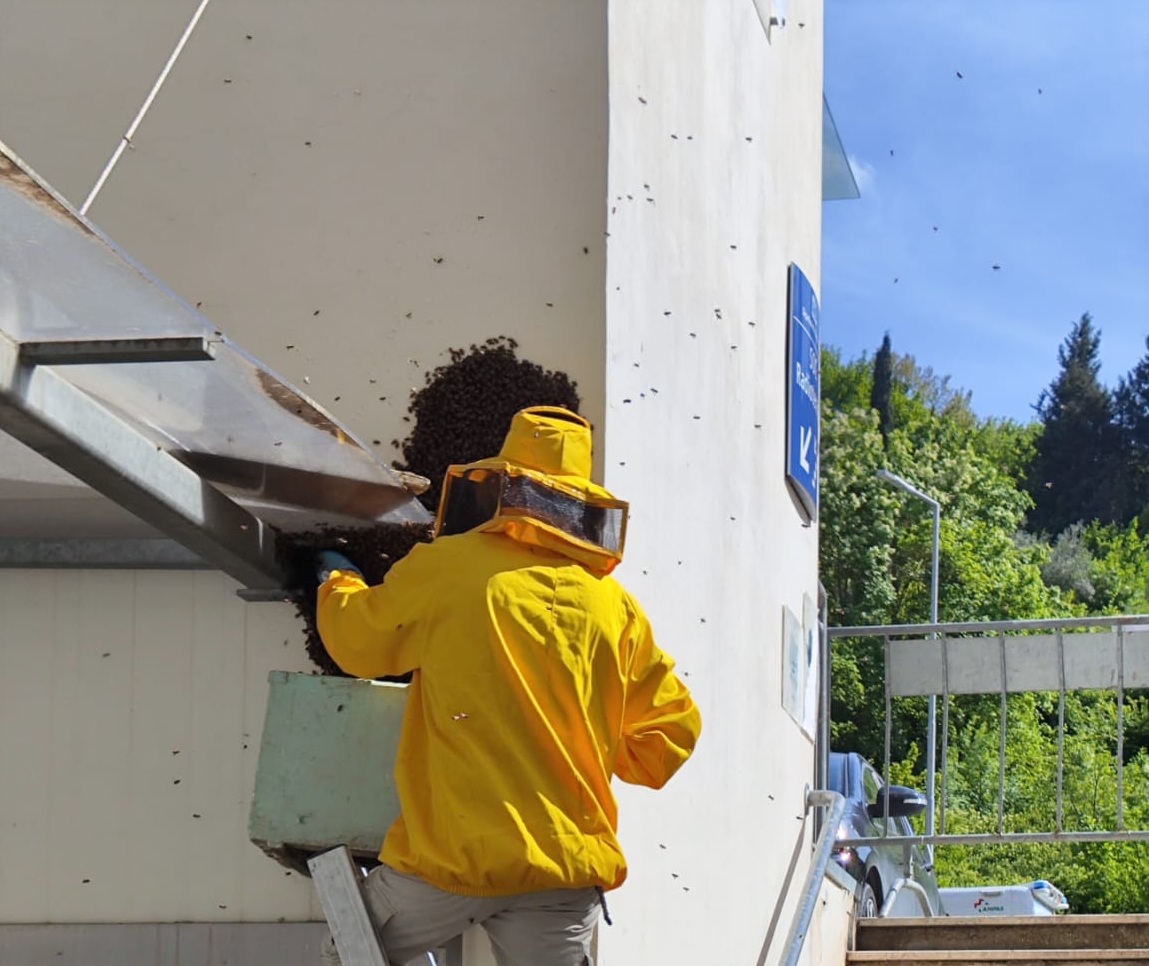 Il Gruppo disinfestazione Asl mette in salvo 60mila api