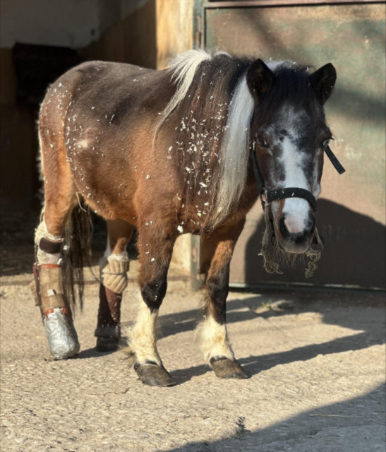Solidarietà per Lilli, la piccola pony con la protesi – GUARDA IL VIDEO –