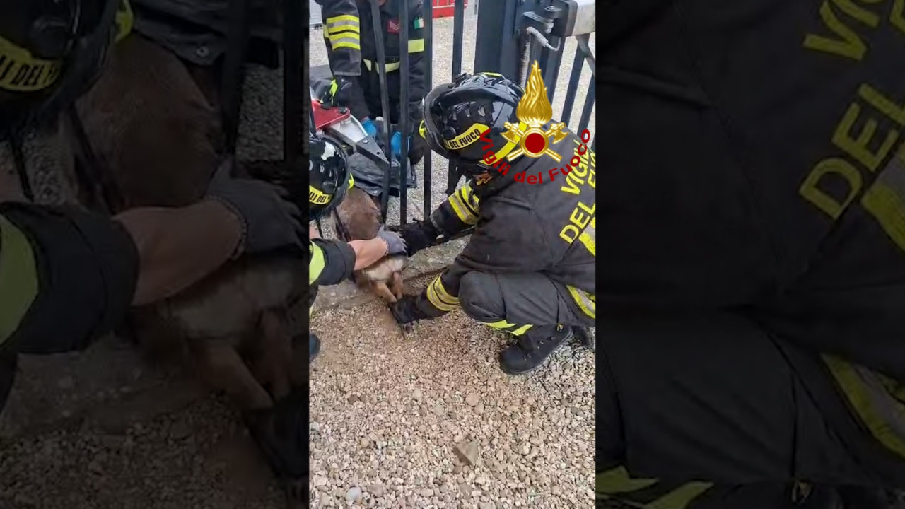 Capriolo incastrato nel cancello del cimitero di Vinci