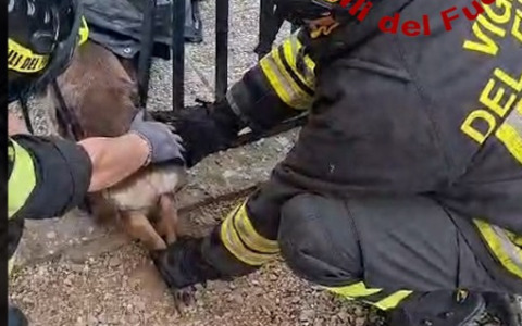 Capriolo incastrato nel cancello del cimitero di Vinci