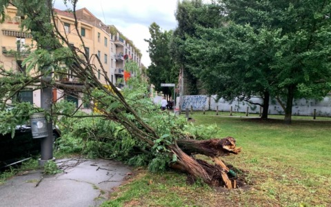 Salute degli alberi, se ne parla all’Accademia dei Georgofili