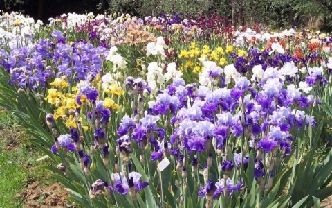 Torna lo spettacolo del Giardino dell’iris