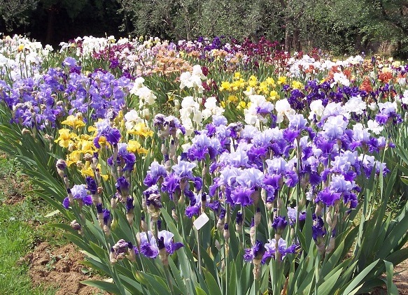 Torna lo spettacolo del Giardino dell’iris