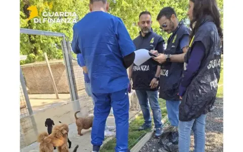 Scoperto un allevamento “lager” in provincia di Pisa: 100 barboncini tratti in salvo