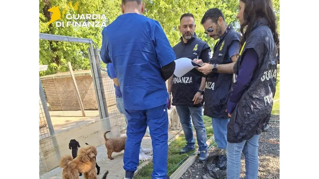 Scoperto un allevamento “lager” in provincia di Pisa: 100 barboncini tratti in salvo