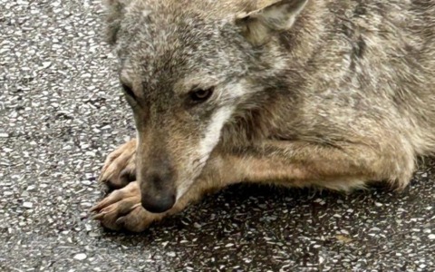 Cucciolo di lupo ferito salvato da un poliziotto