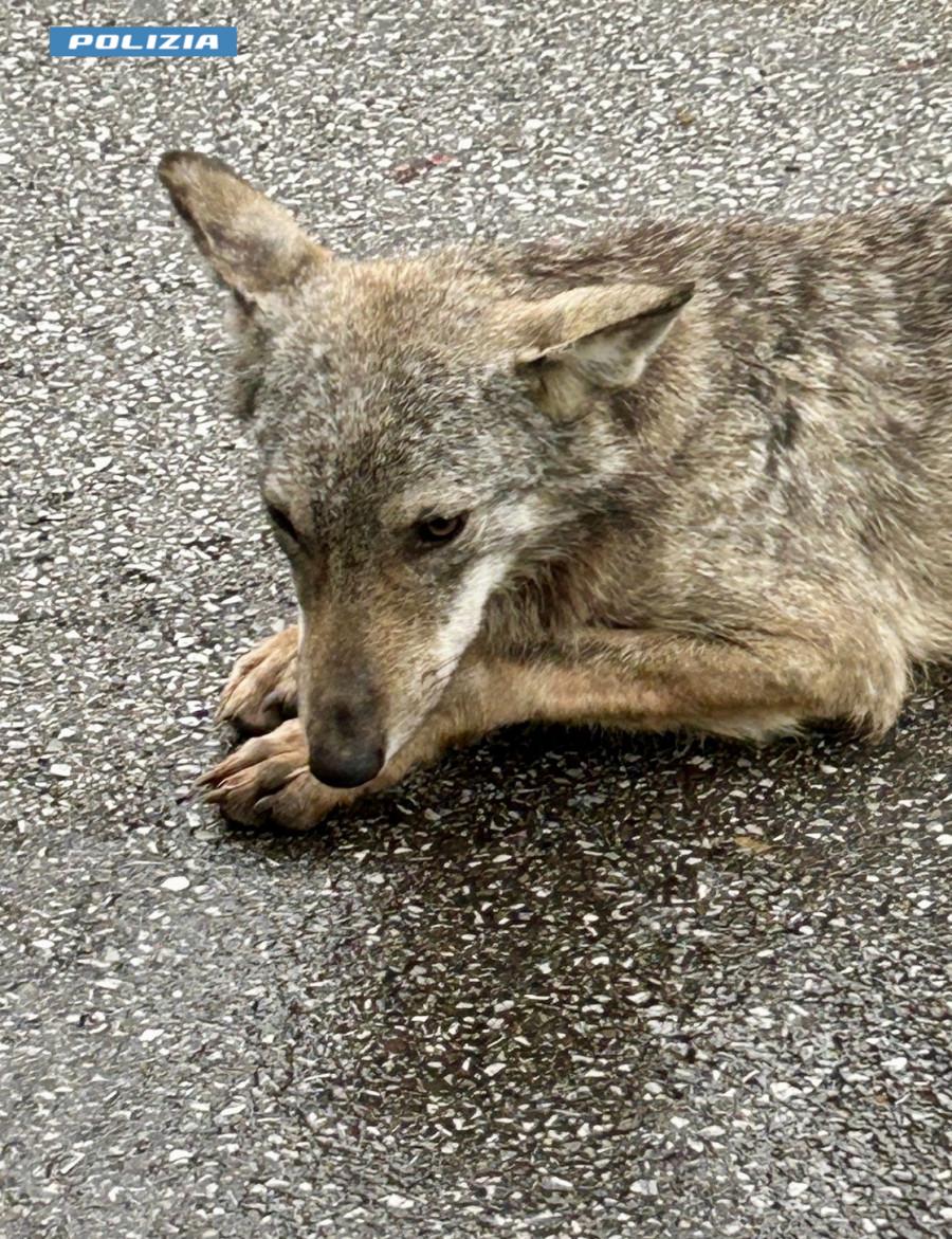 Cucciolo di lupo ferito salvato da un poliziotto