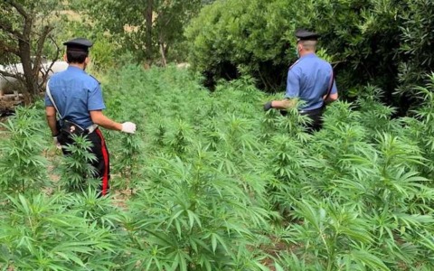Cerreto Guidi, scoperte 200 piantine di marijuana