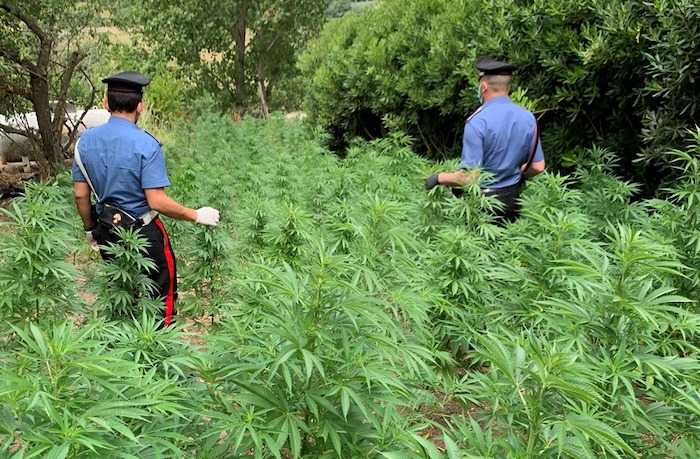 Cerreto Guidi, scoperte 200 piantine di marijuana