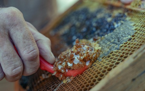 Il miele di castagno è la varietà più amata dai toscani