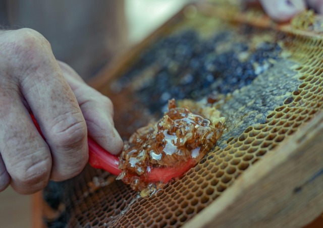 Il miele di castagno è la varietà più amata dai toscani