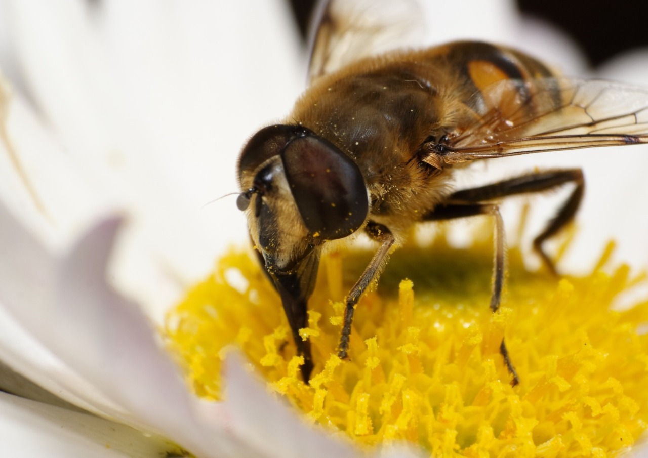 A regola d’ape, giornata dedicata al ruolo strategico degli impollinatori in agricoltura