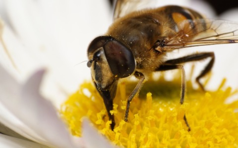 A regola d’ape, giornata dedicata al ruolo strategico degli impollinatori in agricoltura